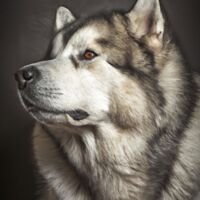 Alaskan Malamute Dog Portrait 7