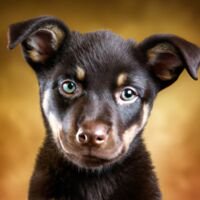 Australian Kelpie Puppy Portrait 6