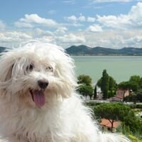 Bolognese Dog Summer Trip