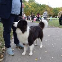 Black And White Border Collie Dog Show