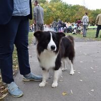 Border Collie Dog Breed Frontwise