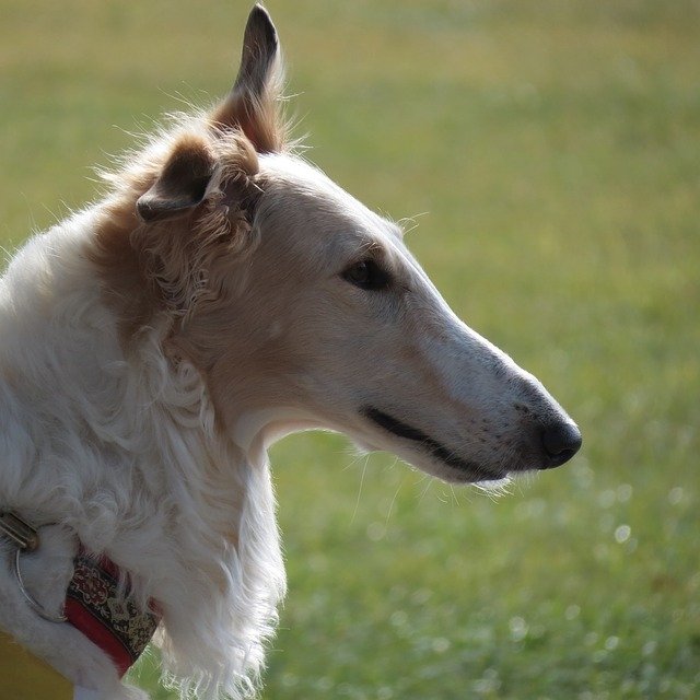 Borzoi Information & Dog Breed Facts | Dogell.Com