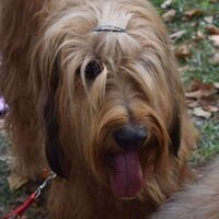 Berger Briard Dog Tongue From Close