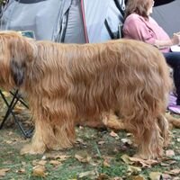 Briard Dog Breed Image Side View