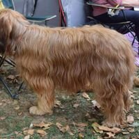 Briard Dog Shot From The Side