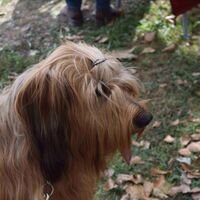 Briard Dog Waiting For The Dogshow