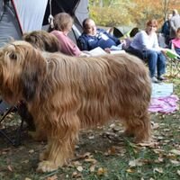 Briard Dogs And Their Relaxing Family