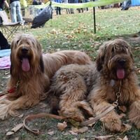 French Berger Briard Dog Sisters