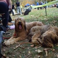 Relaxing Briard Dog Sisters