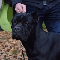 Cane Corso Profile Dog Show