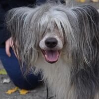 Chinese Crested Smiling