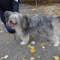 Puff The Chinese Crested Dog Breed