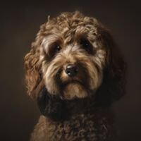Cockapoo Dog Portrait 5