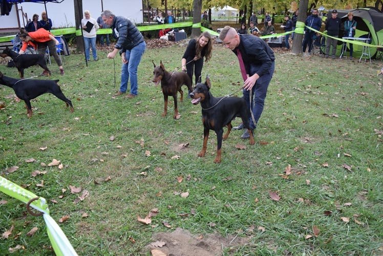 are dobermans good emotional support dogs