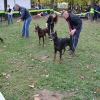 Doberman Pinscher Dog Competition