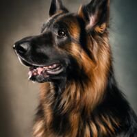 German Shepherd Portrait 7
