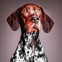 German Shorthaired Pointer Dog 16