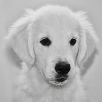 Black And White Photo Golden Retriever Profile