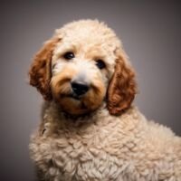 Goldendoodle Dog Portrait 20