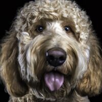Goldendoodle Dog Portrait 25