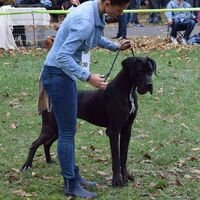 Black Great Dane Dog Breed