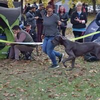 Dane Dog Competition