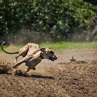 Hungarian Agar Dog Breed Running