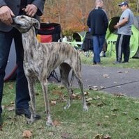 Hungarian Greyhound Dog Breed