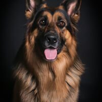 King Shepherd Portrait 8