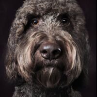 Labradoodle Dog Portrait 15