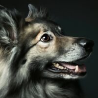 Lapponian Herder Dog Portrait 5