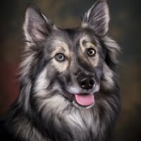 Lapponian Herder Dog Portrait 6