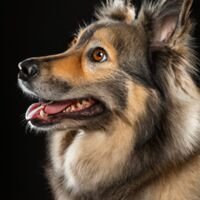 Lapponian Herder Dog Portrait 7