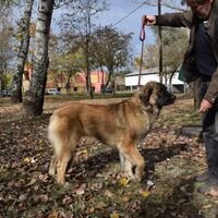 Leonberger Dog Breed Photo Before Dogshow