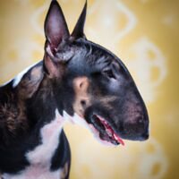 Miniature Bull Terrier Dog Portrait 11
