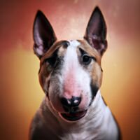 Miniature Bull Terrier Dog Portrait 16