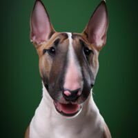 Miniature Bull Terrier Dog Portrait 2