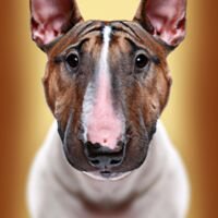 Miniature Bull Terrier Dog Portrait 5