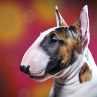 Miniature Bull Terrier Dog Portrait 6