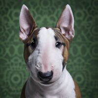 Miniature Bull Terrier Dog Portrait 7
