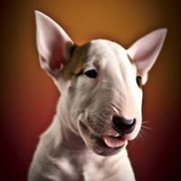Miniature Bull Terrier Puppy Portrait 2