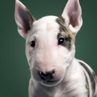 Miniature Bull Terrier Puppy Portrait 8
