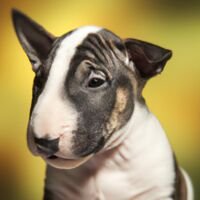 Miniature Bull Terrier Puppy Portrait 9