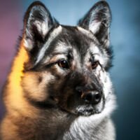 Norwegian Elkhound Dog Portrait 12