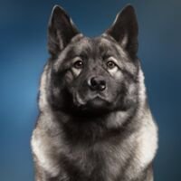 Norwegian Elkhound Dog Portrait 15