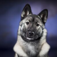 Norwegian Elkhound Dog Portrait 16