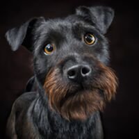 Patterdale Terrier Dog Portrait 1