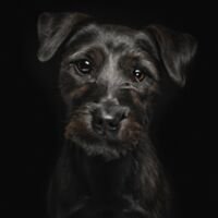 Patterdale Terrier Dog Portrait 10