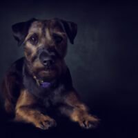 Patterdale Terrier Dog Portrait 2