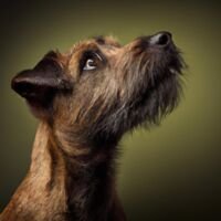 Patterdale Terrier Dog Portrait 3